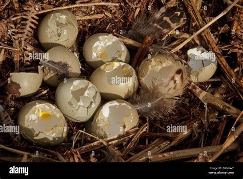 pheasant eggs properties.